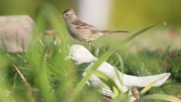 Sparrow_29723.JPG