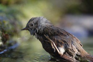 DUNNOCK.JPG
