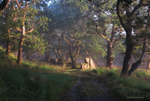 Sword in the Stone.png