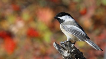 Red-breasted NH compare_29967.JPG