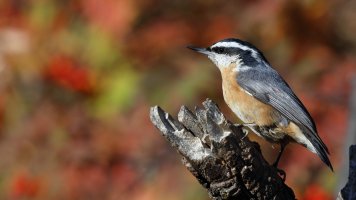 Red-breasted Nuthatch_29928.JPG