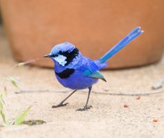 Blue-Wren.jpg