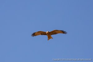 Yellow-Billed Kite (1 of 5).jpg