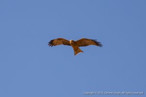 Yellow-Billed Kite (2 of 5).jpg
