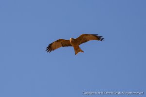 Yellow-Billed Kite (3 of 5).jpg