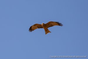 Yellow-Billed Kite (4 of 5).jpg