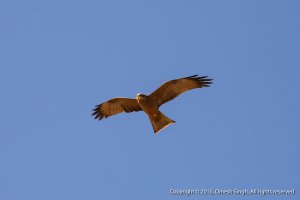 Yellow-Billed Kite (5 of 5).jpg