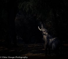 Evening elephant.jpg