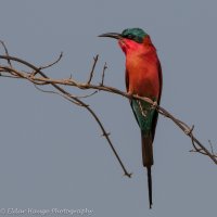 Carmine bee-eater.jpg