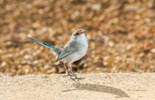 Blue_wren_off_season.jpg