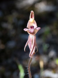 wild-orchid.jpg