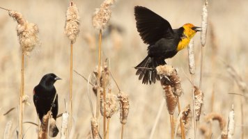 Yellow -headed Blackbird_8702.JPG