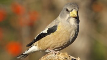 Evening Grosbeak_1D4_0632.JPG