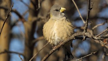 Evening Grosbeak_1D4_0710.JPG