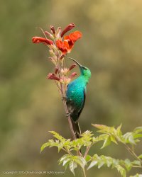 Male Malachite Sunbird.jpg