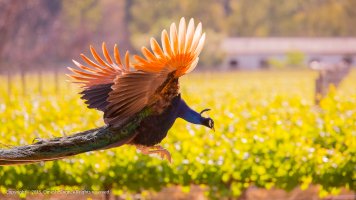Peacock in flight (1 of 1).jpg