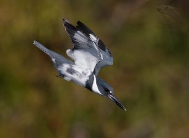 Belted Kingfisher male diving perchIII 1200cr.jpg