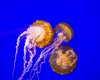 3 jellyfish 8x10.jpg