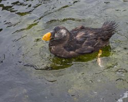horned puffin     huntingb                                        huntingchuntingd.JPG