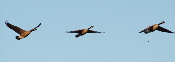 Canadian Bomber loses load - EM101538.jpg