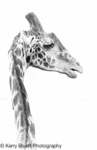 Giraffe.jpg