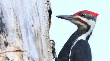 Pileated Woodpecker_1D4_0283.JPG