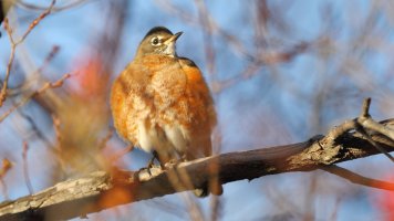 Robin preaning_1D4_0845.JPG