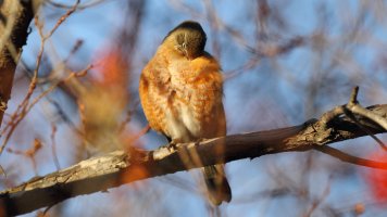 Robin preaning_1D4_0821.JPG