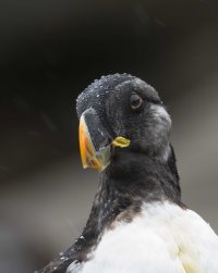 tufted puffin one eye portrait.jpg