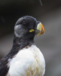 tufted puffin portrait beak.jpg