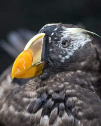 horned puffin in bill.jpg