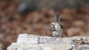 Tree sparrow_30366.JPG