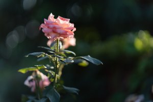 _DSC4724.jpg
