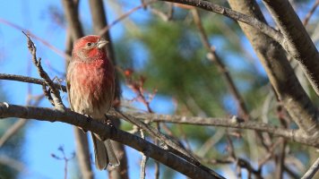 House finch_30477.JPG