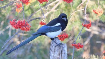 Magpie_30427.JPG
