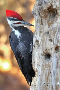 Pileated_1D4_1013.JPG