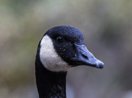 Canadian Goose 400ii 5D3 1.jpg