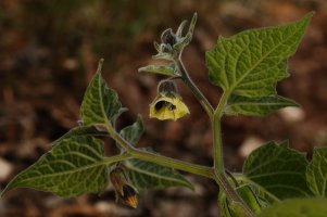 Clammy Ground-cherry 5.JPG