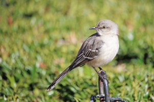 northern mockingbird1512-2.jpg