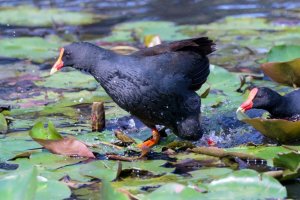 Botanic Garden 25-10-15009.jpg