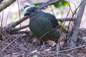 Botanic Garden 25-10-15055.jpg