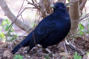 Botanic Garden 25-10-15050.jpg