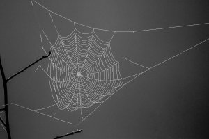 Foggy web Black Web.jpg
