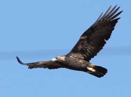 9847-Golden-Eagle-c2s.jpg