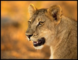 Lion Cub Toolie Block.jpg