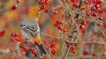 Pine grosbeak_1D4_1303.JPG