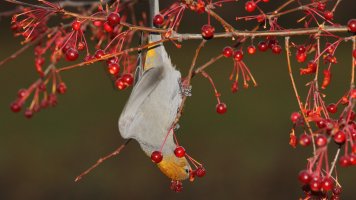 Pine grosbeak_1D4_1330.JPG