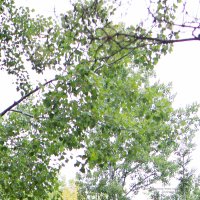 07 CA Examples-2.jpg