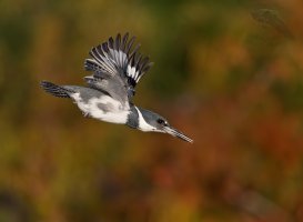 Belted Kingfisher male diving perch awe BG 1200cr.jpg