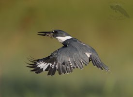 Belted Kingfisher male flying up with fish BG III 1200cr.jpg